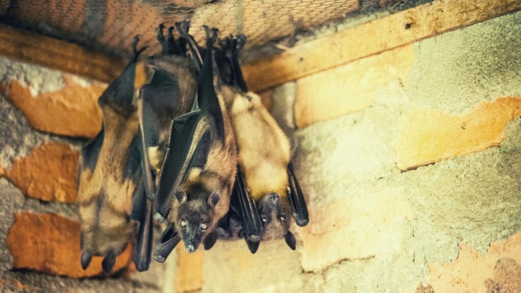 bats in chimney