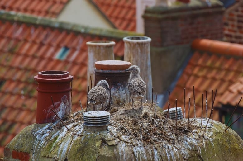 Birds nesting over a chimney cover.