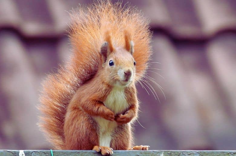 Squirrel noise can be  one of the signs of chimney problems