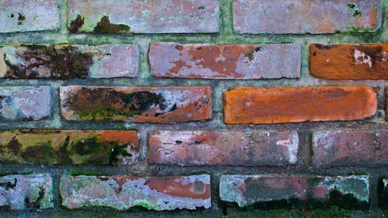 Mold on bricks