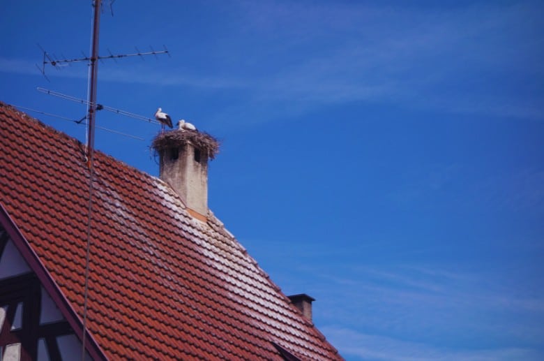 A nest of birds right on top of the chimney opening.