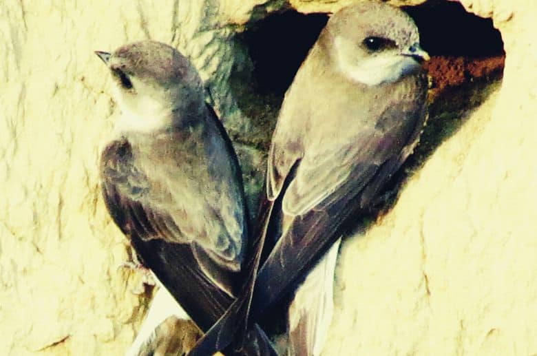 Chimney swifts nest in chimney