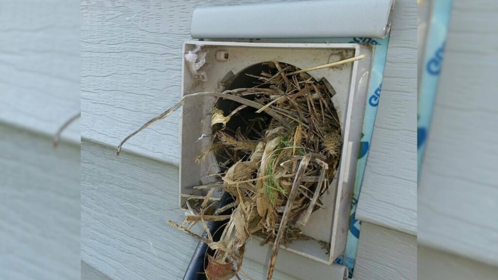 A dryer vent clogged with birds nest. Know how to get rid of animal in dryer vent.