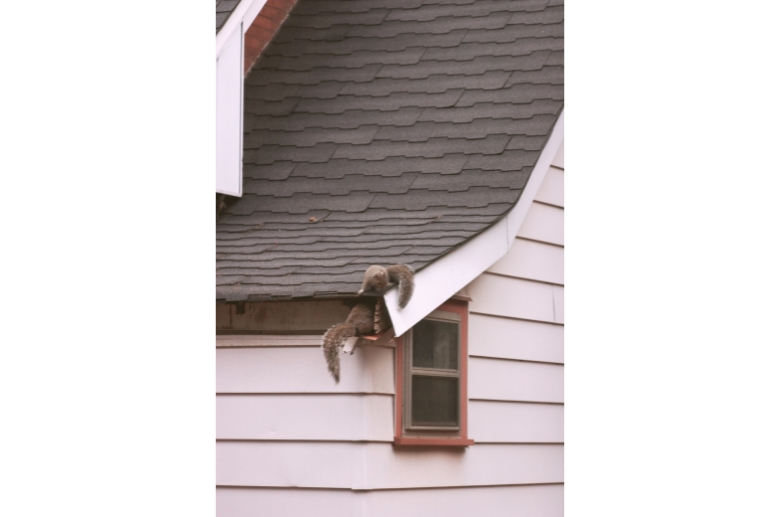 Chipmunks on a roof.