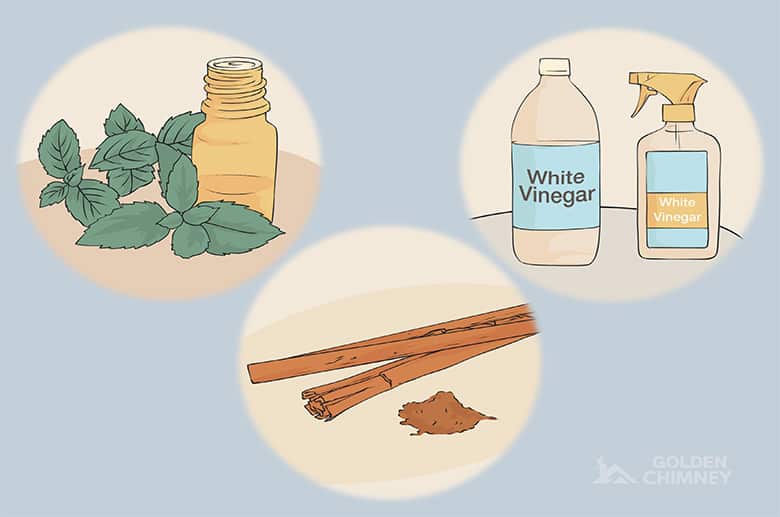 natural remedies like white vinegar and peppermint oil to prevent ants in brick chimney