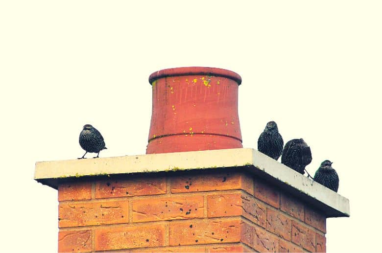 Getting rid of birds trapped in chimney safely and effectively