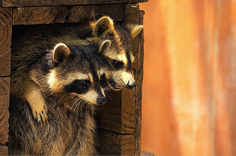 racoons-in-chimney